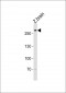 Zebrafish trio Antibody (Center)